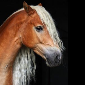 DNA-profil Häst